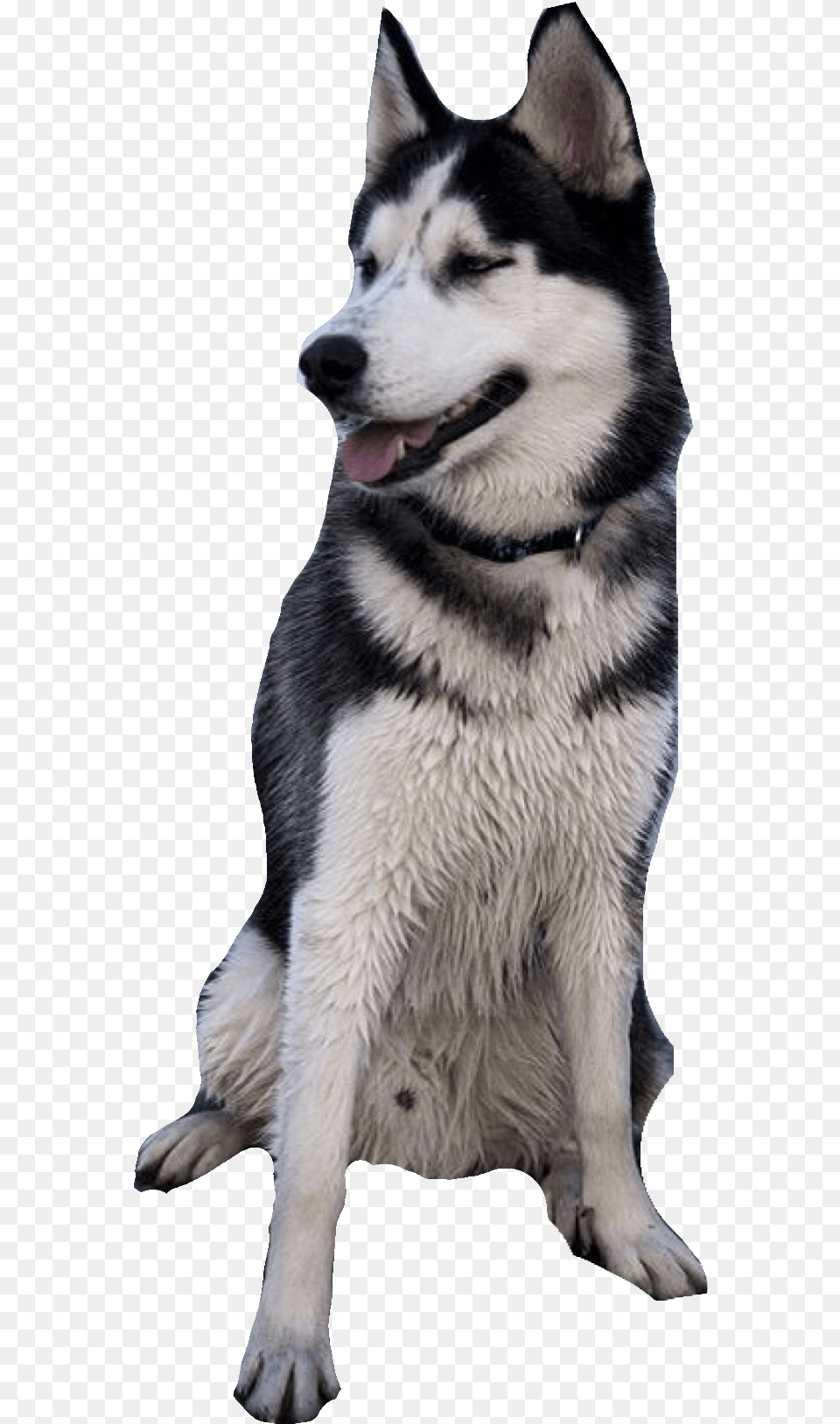White Dog Siberian Husky Background, Animal, Canine, Mammal, Pet Png Image