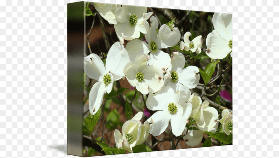 White Dogwood Flowering Tree Art Prints Flowers By Baslee Troutman Fine Flowering Dogwood, Flower, Geranium, Petal, Plant Free Png