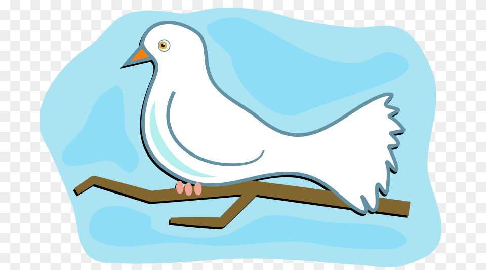 White Dove, Animal, Bird, Pigeon, Fish Png