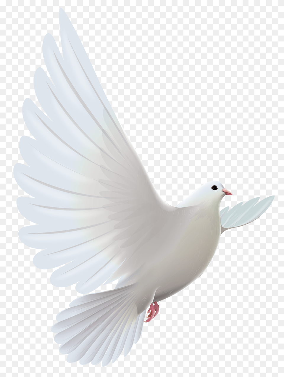 White Dove, Animal, Bird, Pigeon, Fish Free Png Download