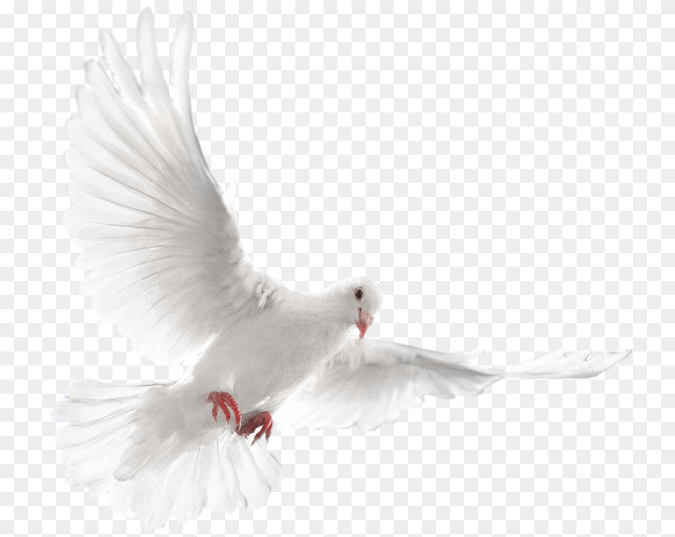 White Dove, Animal, Bird, Pigeon Free Png