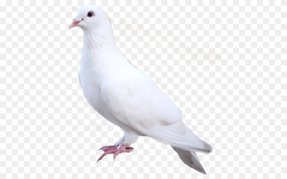 White Dove, Animal, Bird, Pigeon Free Transparent Png