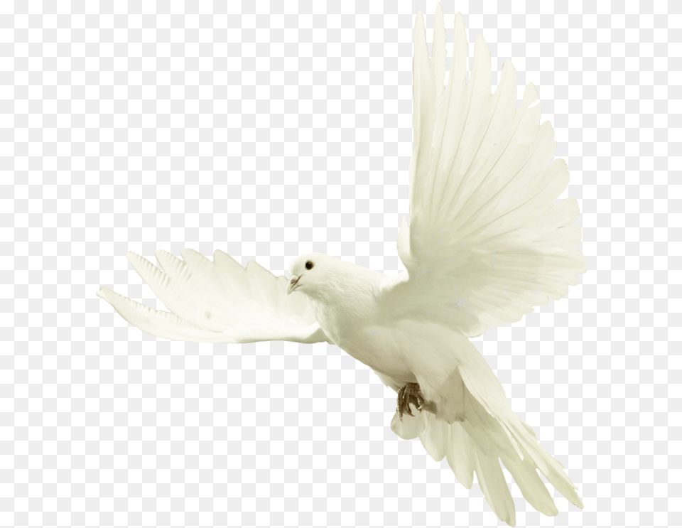 White Dove Background, Animal, Bird, Pigeon Free Png