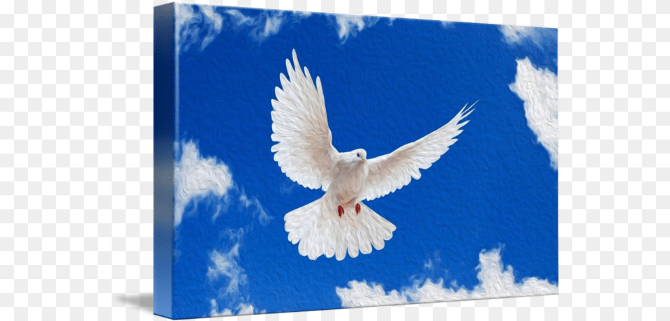 White Dove Birds Hd Wallpapers 1080p, Animal, Bird, Pigeon Free Png Download