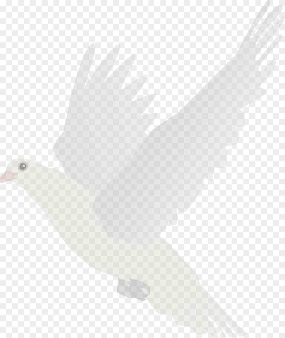 White Dove Clipart, Animal, Bird, Pigeon Free Png