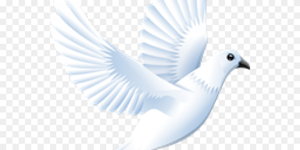 White Dove Clipart Clip Art, Animal, Bird, Pigeon, Person Free Transparent Png