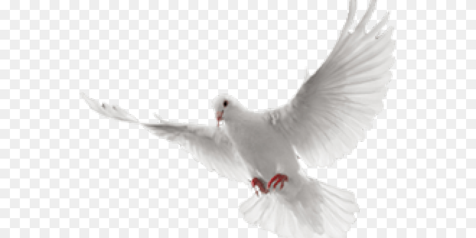 White Dove Clipart In Flight White Flying Dove, Animal, Bird, Pigeon, Fish Free Png Download