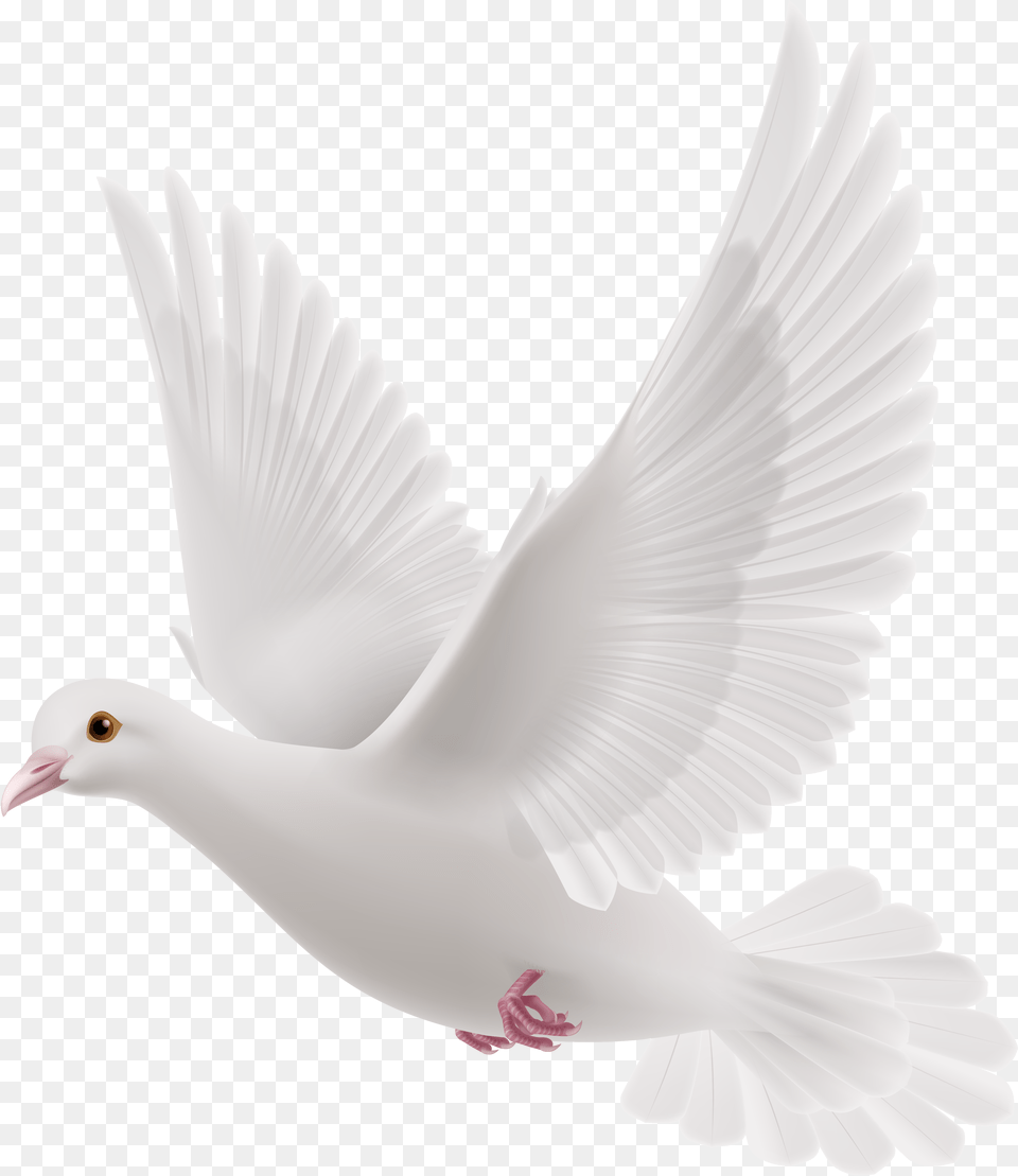 White Dove Clipart Pigeon Communication, Animal, Bird Png Image