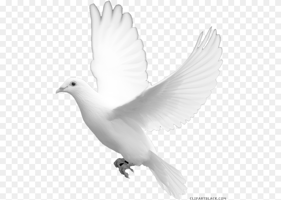 White Dove Clipart White Dove Psd, Animal, Bird, Pigeon Png