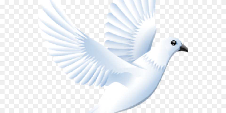 White Dove Cliparts, Animal, Bird, Pigeon, Person Free Transparent Png