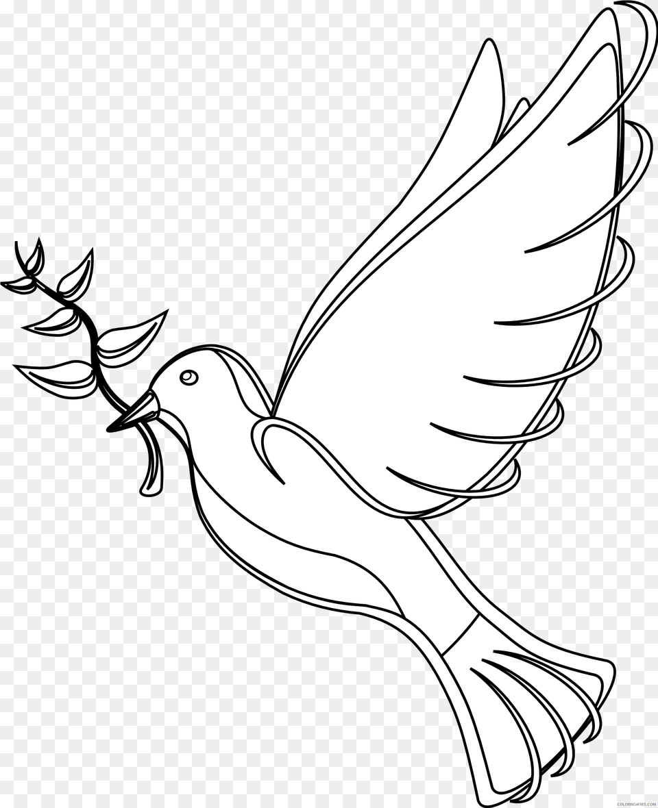 White Dove Coloring Pages Best Printable Birds Drawing For School, Animal, Fish, Sea Life, Shark Free Transparent Png