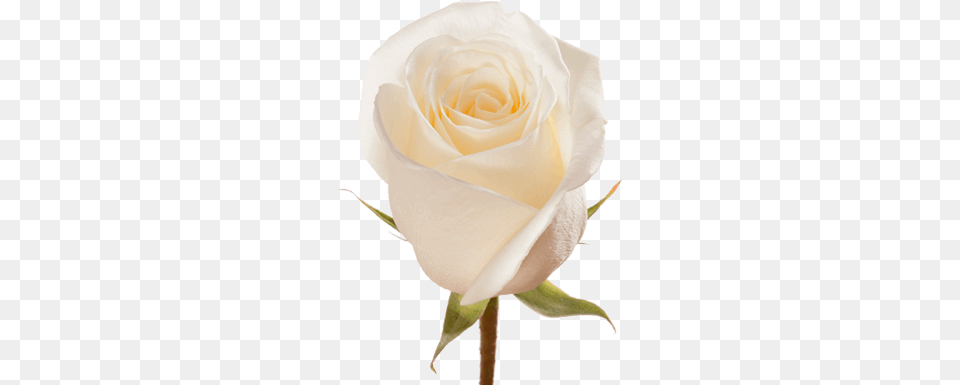 White Dove Flower, Plant, Rose Free Transparent Png