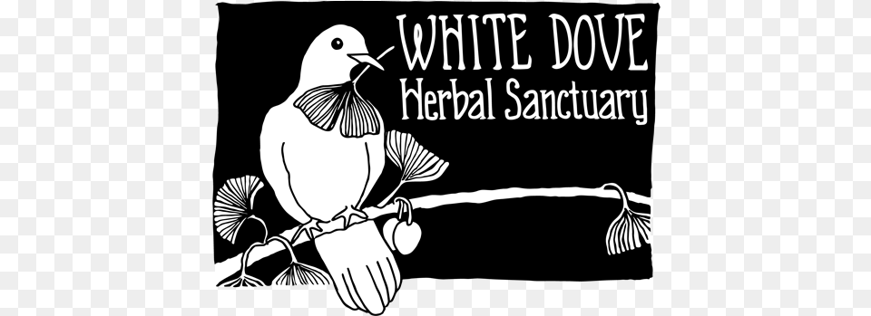White Dove Herbal Sanctuary Photo Caption, Animal, Bird, Pigeon Png Image