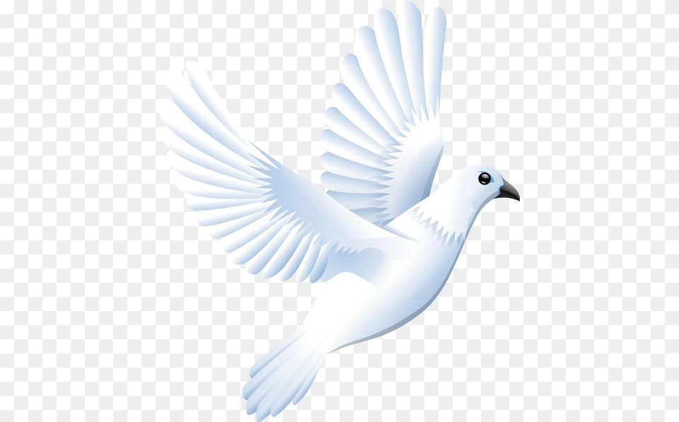 White Dove Large Size, Animal, Bird, Pigeon Free Transparent Png