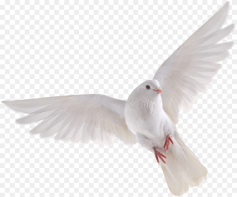 White Dove No Background, Animal, Bird, Pigeon Free Png