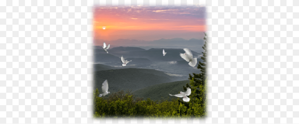 White Dove Release Gull, Animal, Bird, Flying, Fir Png Image