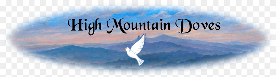 White Dove Release In Western North Carolina Up Moses Mountain One Man39s Search For Spiritual Truth, Outdoors, Animal, Bird, Nature Free Png