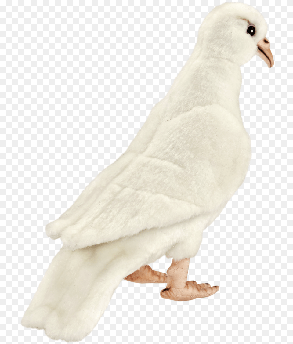 White Dove Rock Dove, Animal, Bird, Pigeon Png Image