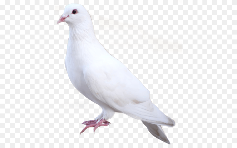 White Dove Rock Dove, Animal, Bird, Pigeon Free Png Download