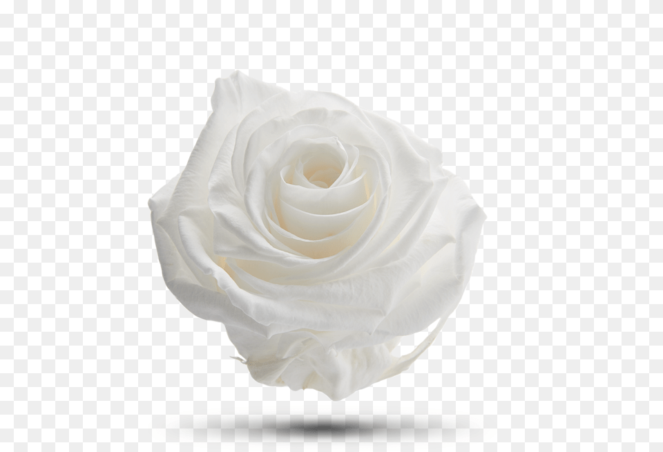White Dove Royal Flowers Still Life Photography, Flower, Petal, Plant, Rose Free Png Download