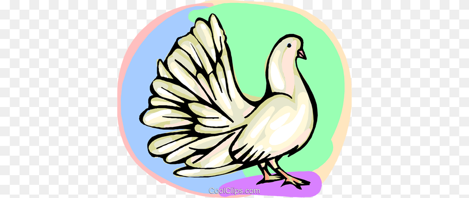 White Dove Royalty Vector Clip Art Illustration, Animal, Bird, Pigeon Png Image