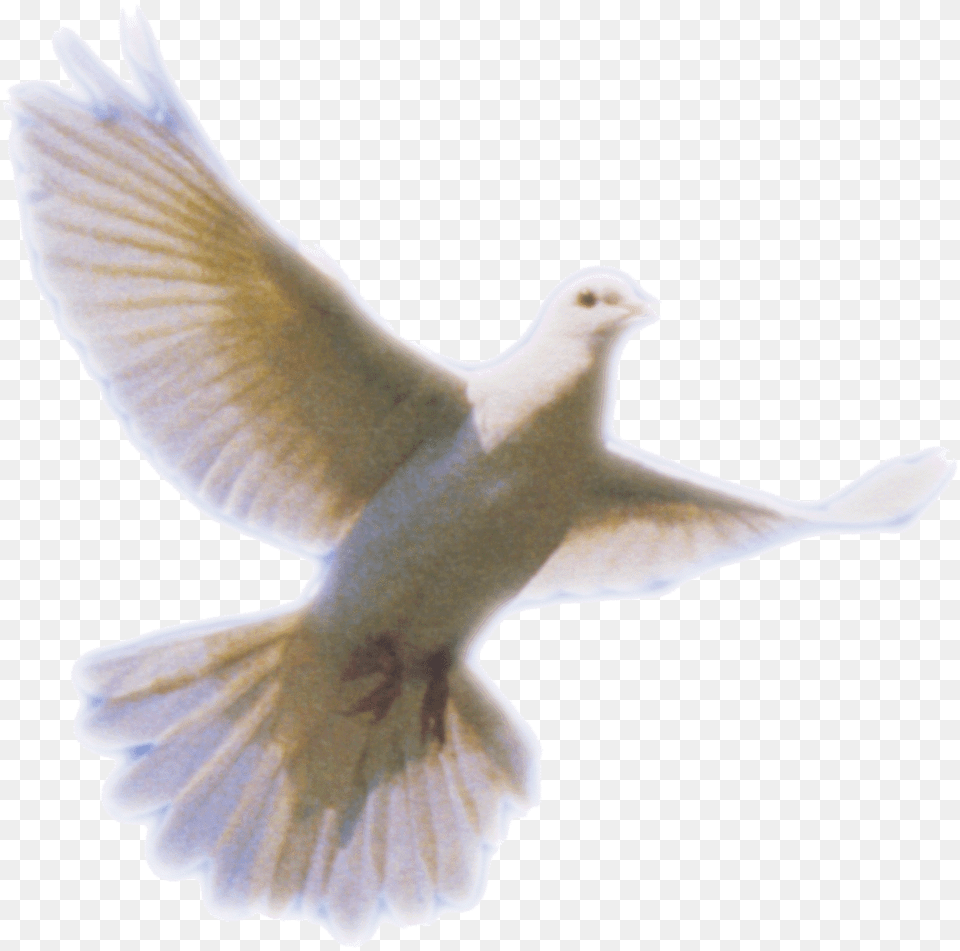 White Dove Snip, Animal, Bird, Pigeon Free Png Download