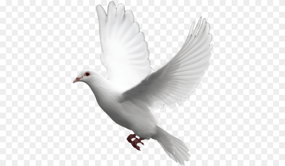 White Dove Transparent Background, Animal, Bird, Pigeon Png