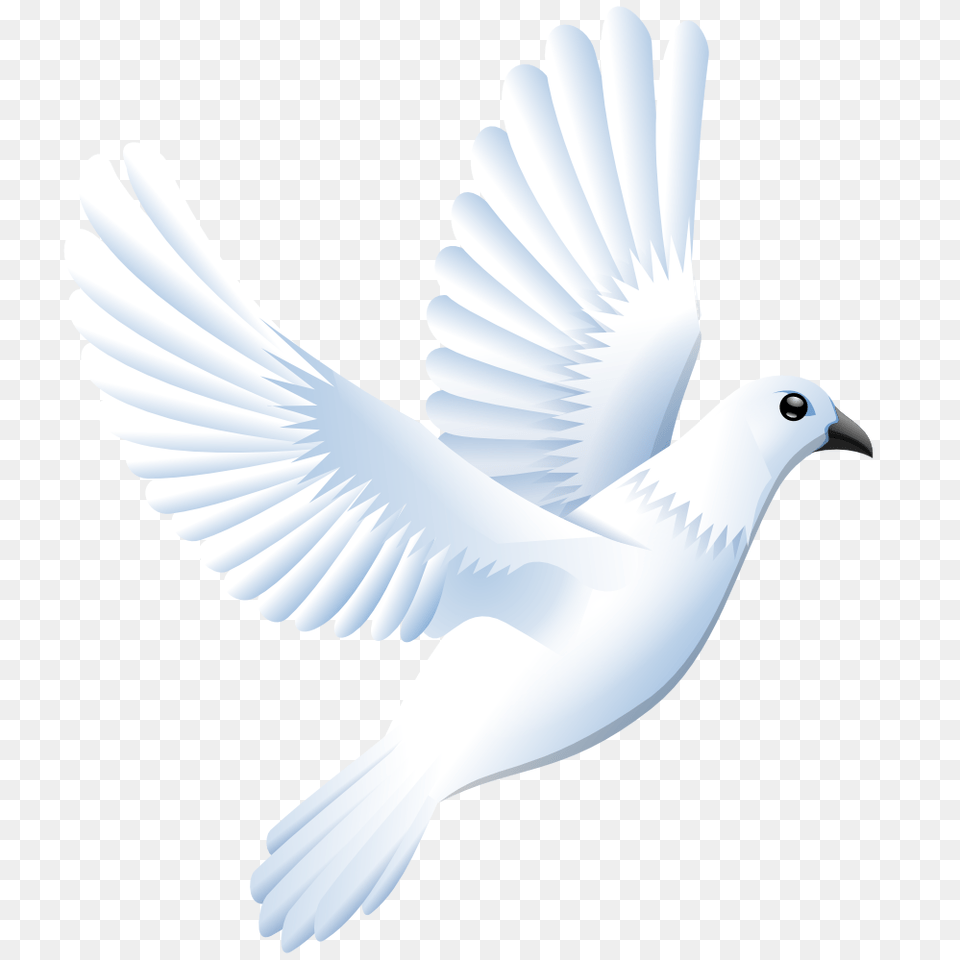 White Dove Transparent Background Download Clip White Bird Vector, Animal, Pigeon Free Png