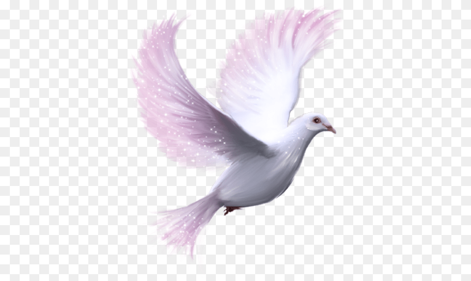 White Dove Transparent Background White Dove White Background, Animal, Bird, Pigeon Free Png Download