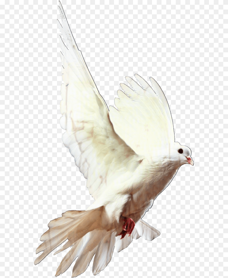 White Dove Cartoon White Dove, Animal, Bird, Pigeon Free Transparent Png