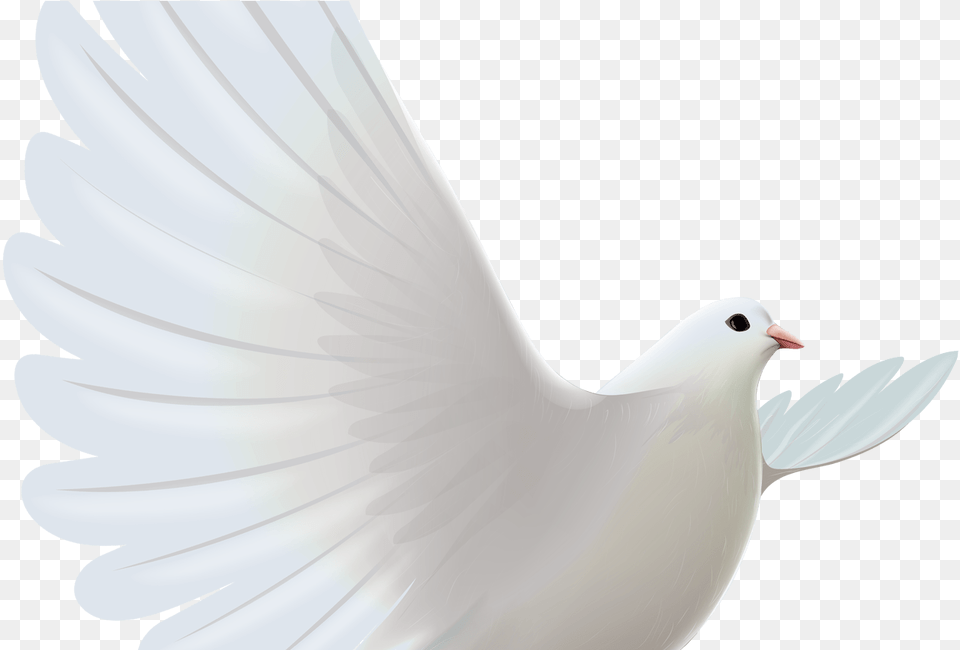 White Dove Transparent Clipart Cerebro Sorry To Hear About Your Loss Bro, Animal, Bird, Pigeon Free Png