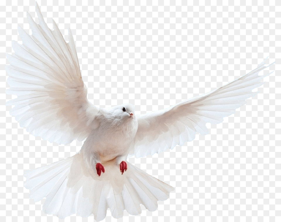 White Dove Transparent Image Bird Image With Transparent White Bird Transparent Background, Animal, Pigeon Png
