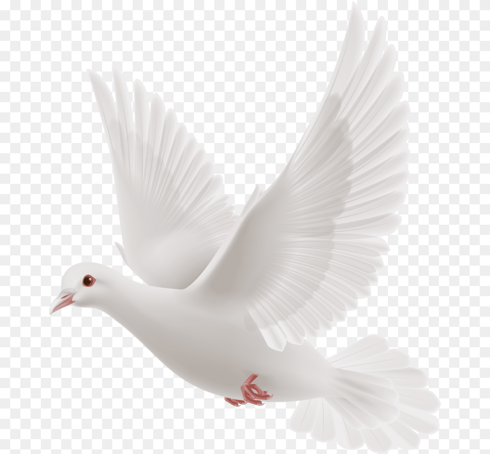 White Dove White Dove, Animal, Bird, Pigeon Free Transparent Png