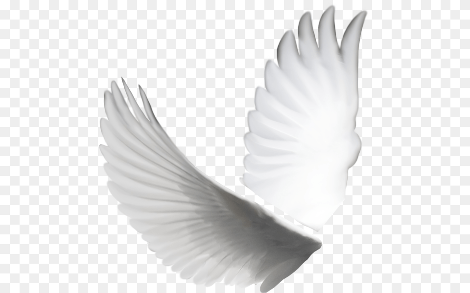 White Dove Wings, Animal, Bird, Pigeon Png