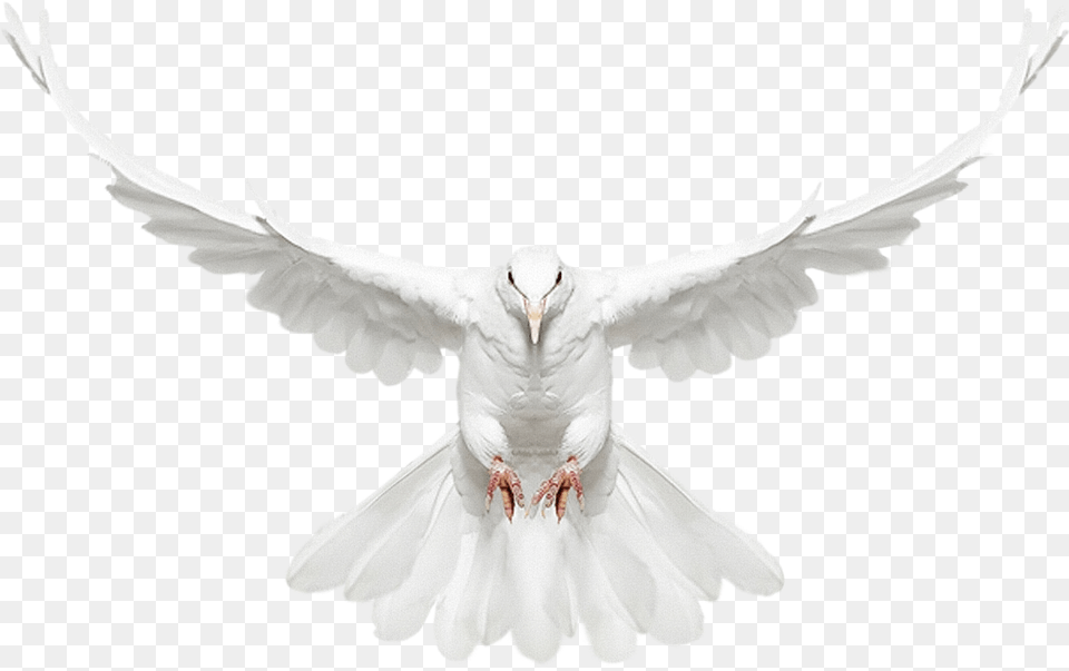 White Doves Download Free Clip Art New Photo Edit, Animal, Bird, Dove, Pigeon Png