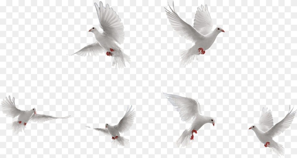 White Doves Flying, Animal, Bird, Pigeon, Dove Free Png Download