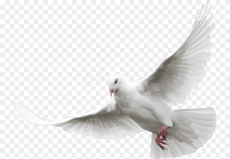 White Doves Transparent Background Dove, Animal, Bird, Pigeon Free Png Download