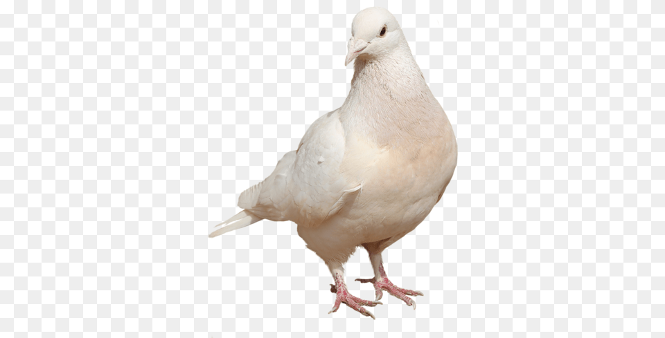 White Doves Typical Pigeons, Animal, Bird, Pigeon, Dove Png Image