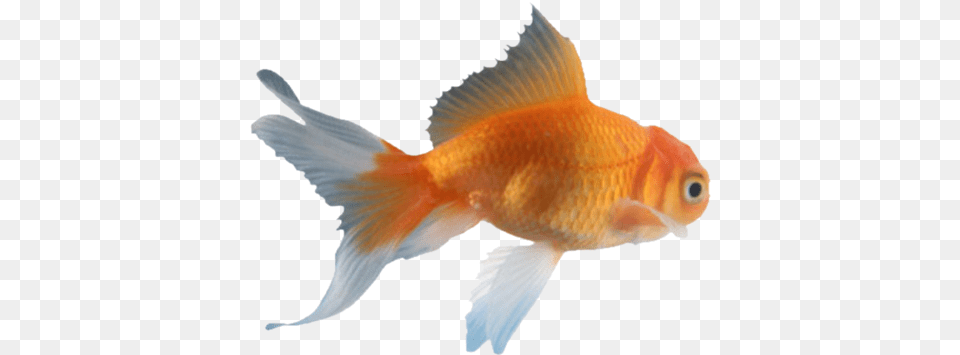 White Download Snegy S Theme Kaneki Gold Fish, Animal, Sea Life, Goldfish Png Image