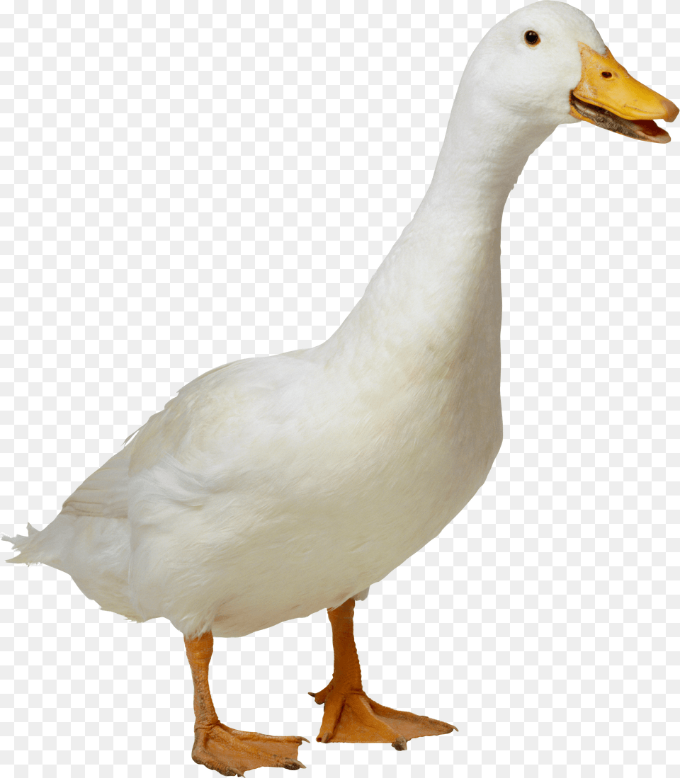 White Duck, Animal, Bird, Beak, Anseriformes Png