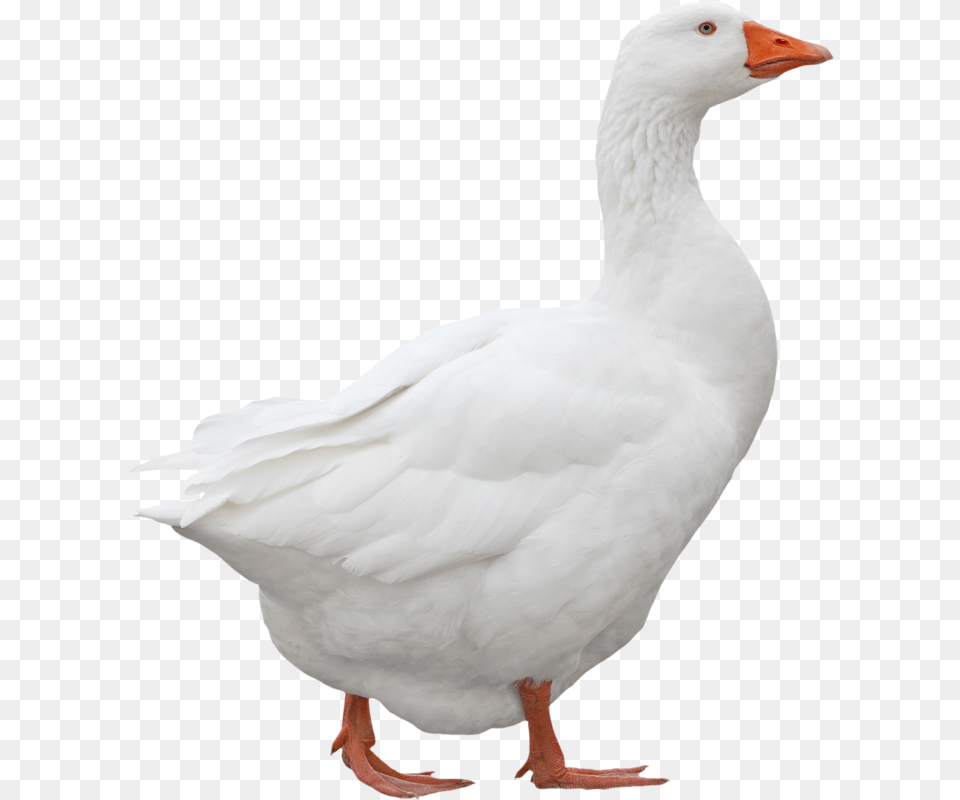 White Duck, Animal, Bird, Goose, Waterfowl Png