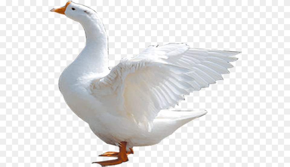 White Duck, Animal, Bird, Goose, Waterfowl Free Png Download