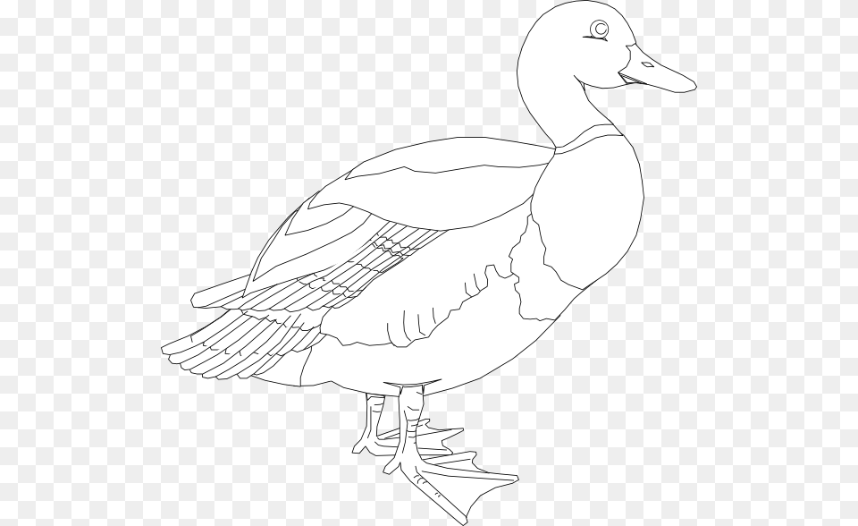 White Duck, Animal, Anseriformes, Bird, Waterfowl Free Png