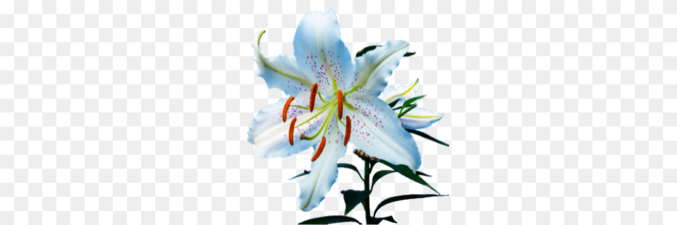 White Easter Lily Flower On Transparent Background To Use, Plant, Pollen Free Png