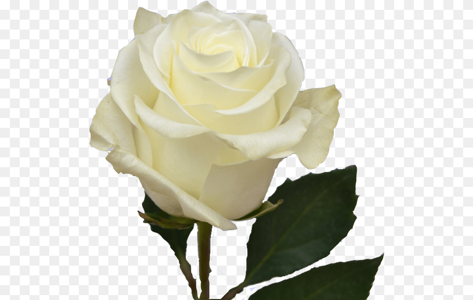 White Ecuadorian Roses, Flower, Plant, Rose Free Transparent Png