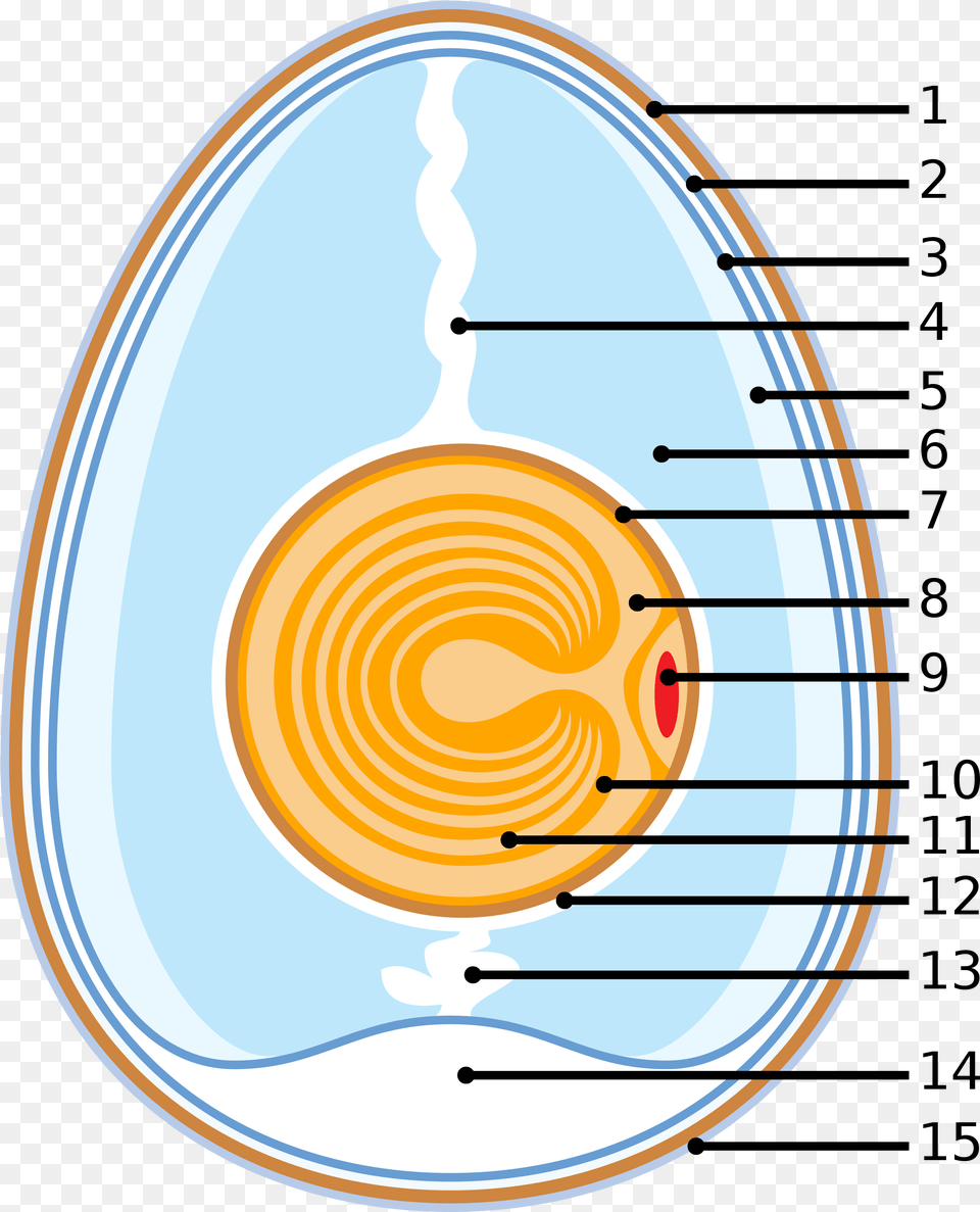 White Egg Schematic Of A Chicken Egg Free Png Download