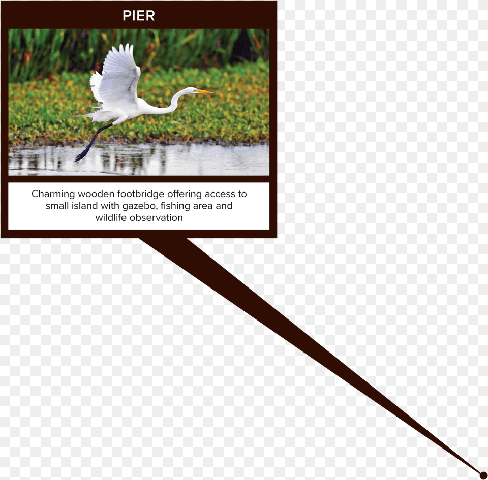 White Egret, Animal, Bird, Waterfowl, Heron Free Transparent Png