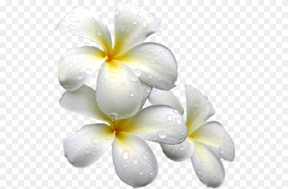 White Exotic Flower, Petal, Plant Free Png Download