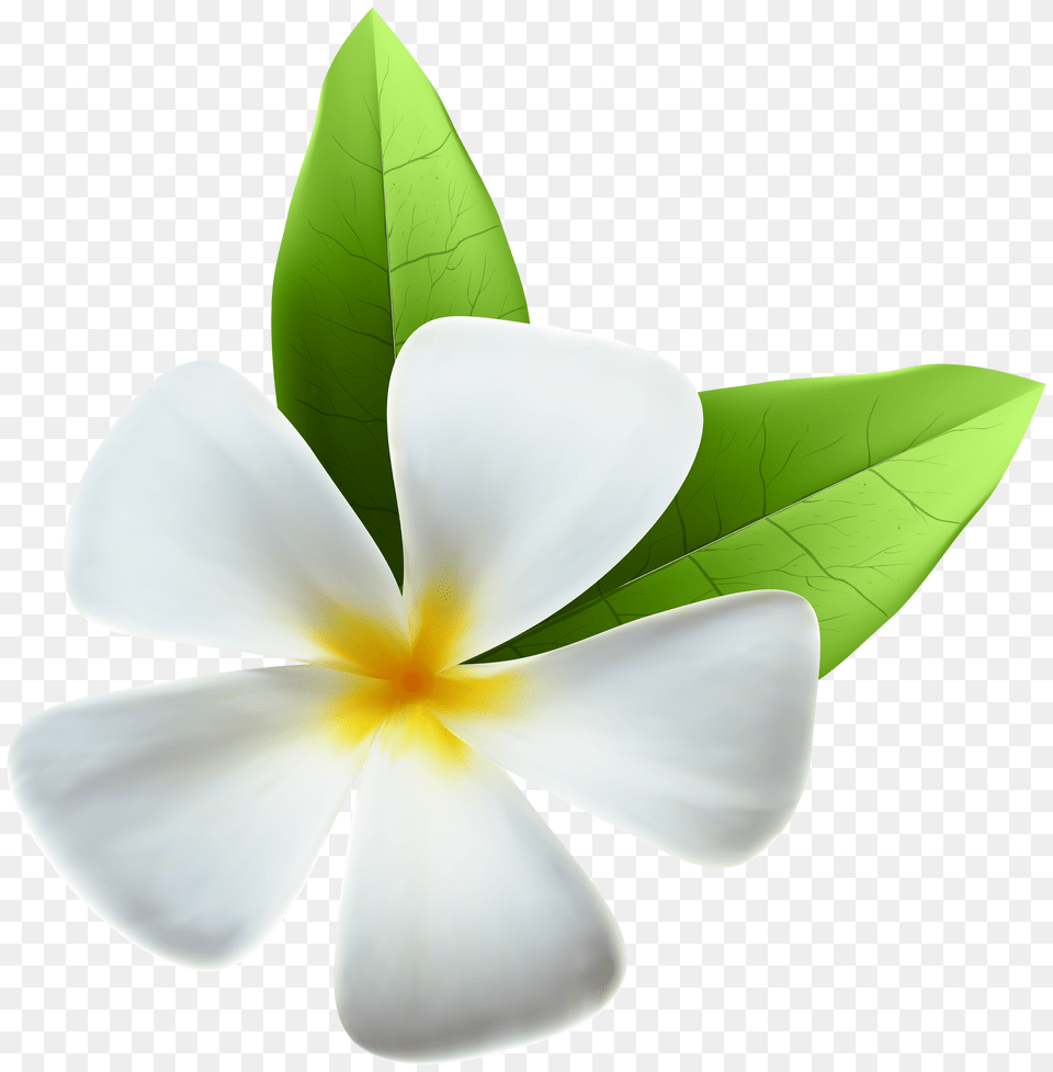 White Exotic Flower Clip Art Free Transparent Png