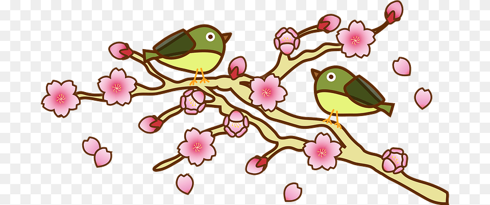 White Eye Warbling And Cherry Blossoms Clipart, Flower, Plant, Cherry Blossom, Animal Png Image